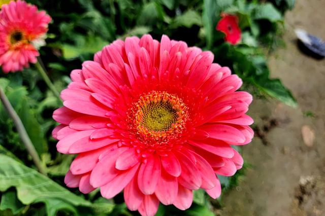 Gerberablaadjes Gerberablaadjes