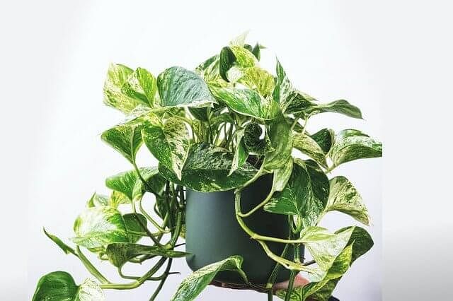 Golden Pothos in a bright place