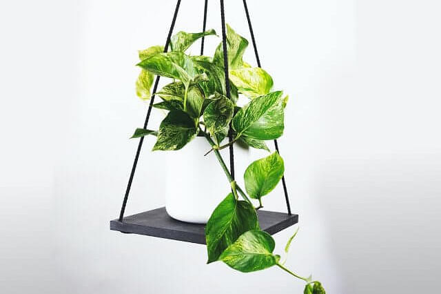 The Ultimate Guide for Golden Pothos plant care