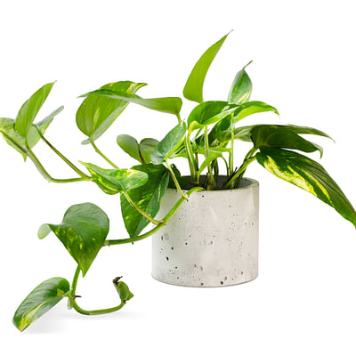 Exotenherz - Kamerplant om op te hangen - lichtgevende klimop - Epipremnum Golden Pothos - Scindapsus - 14 cm verkeerslicht pot