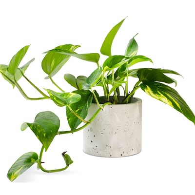 Golden Pothos