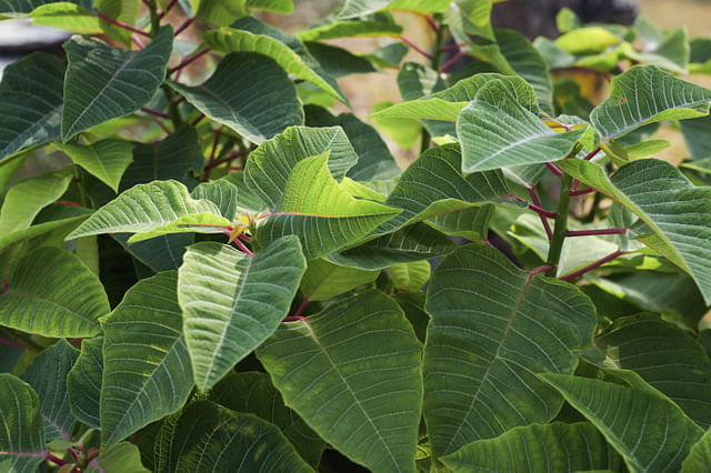 Green Poinsettia during the summer