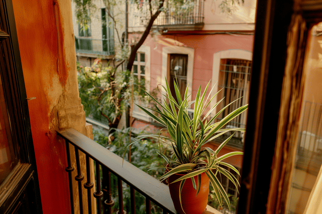 Graslelie buiten kweken in Spanje Graslelie buiten kweken in Spanje