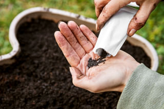 Hand sowing basil seeds in planter Hand sowing basil seeds in planter