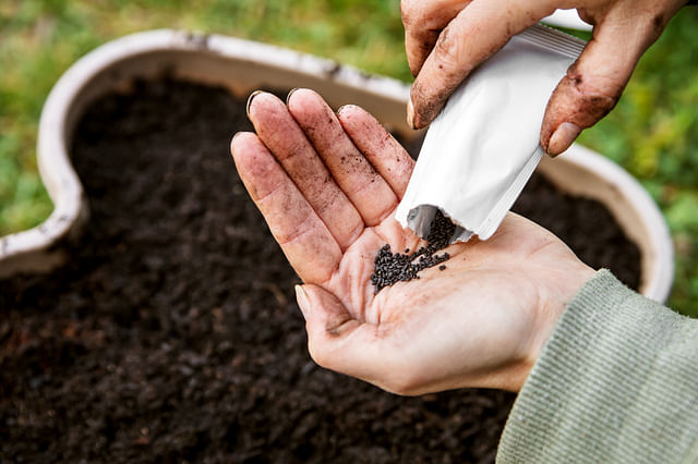 Basil potting mix (basil plant, coco coir, extensive work) Basil potting mix