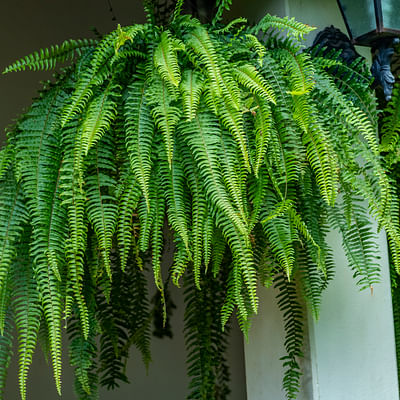 DXLing 2 stuks 80 cm kunstplant hangplant kunstmatige boston varen hangende kunstplanten hangende varens plant klimop slinger kunstplastic planten plastic planten