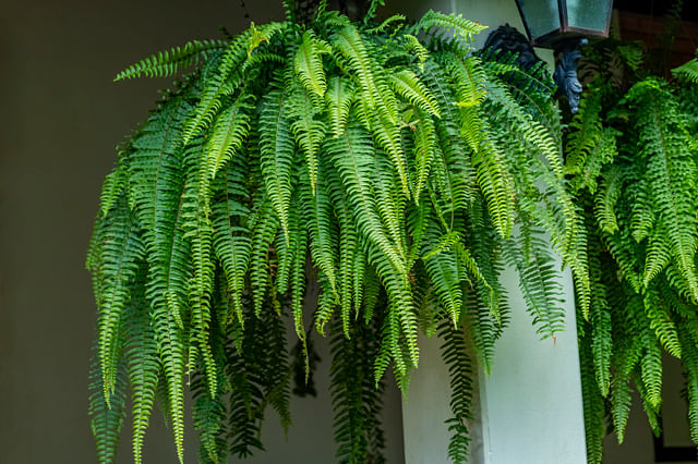Plantverzorgingstips voor vochtminnende tropische kamerplanten