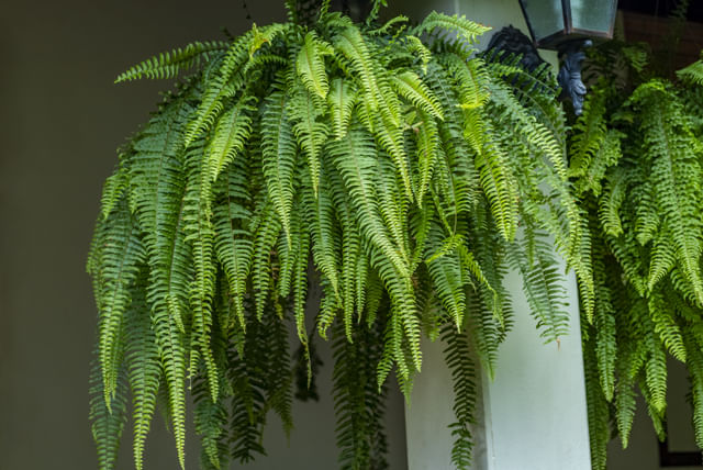 hanging-fern.jpg