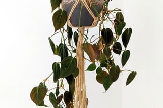 Hanging philodendron Hanging philodendron