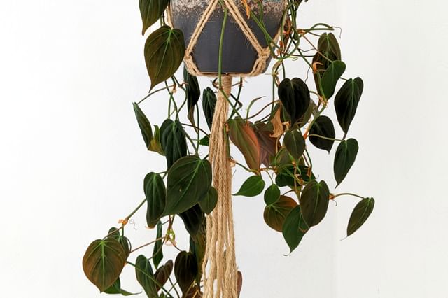 Hangende philodendron Hangende philodendron