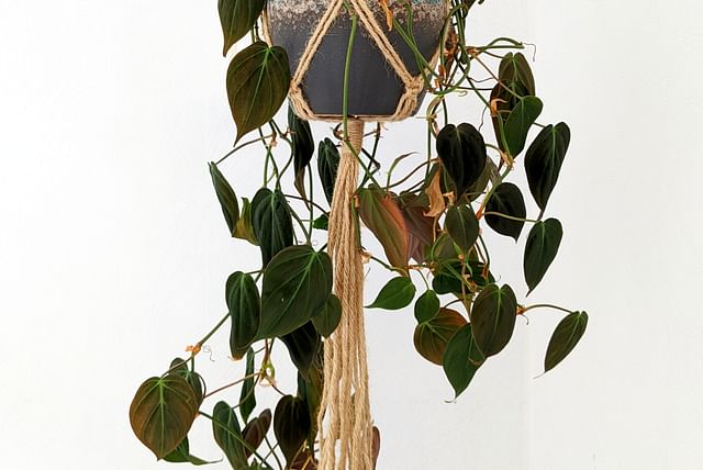 hanging-philodendron-in-bright-bedroom.jpg