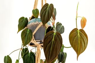 A hanging philodendron A hanging philodendron