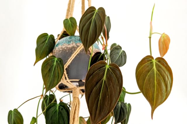 Een hangende Philodendron Een hangende Philodendron