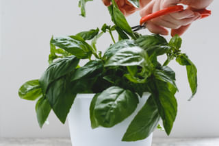 Harvesting a basil plant Harvesting a basil plant