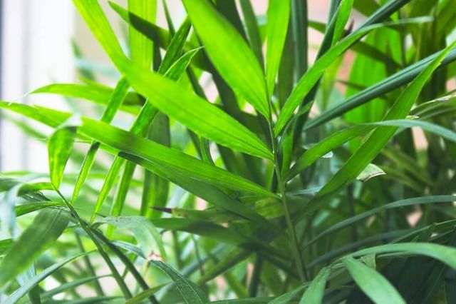 Gezonde salonpalmbladeren Gezonde salonpalmbladeren