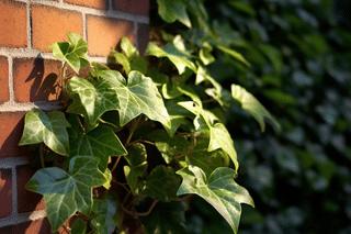 Hedera helix growing against a brick wall Hedera helix growing against a brick wall