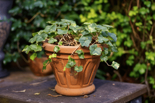 Growing a Hedera helix in a pot outside Growing a Hedera helix in a pot outside