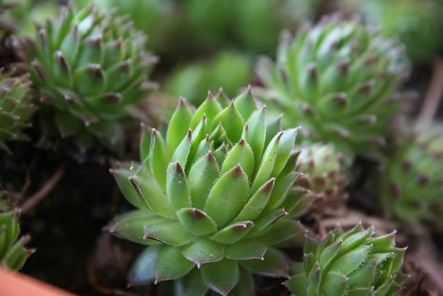hen-chicks-succulent-plant.jpeg