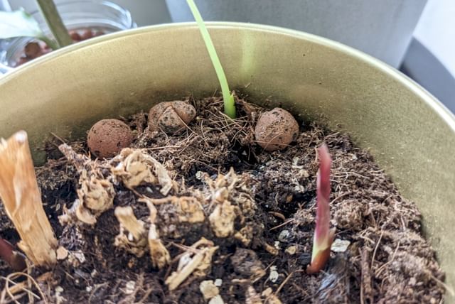 Soil with a high moisture retention for a Calathea