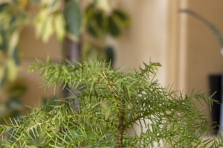 Araucaria cunninghamii Araucaria cunninghamii