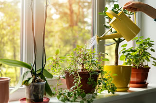 Houseplants in the sun Houseplants in the sun