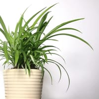 ¿Cómo se cuida una planta araña?