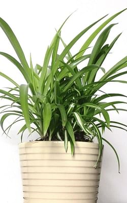 How to care for a spider plant