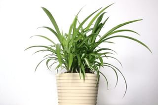 "How to care for a spider plant" "How to care for a spider plant"