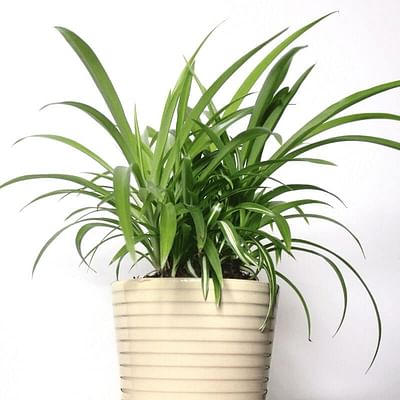 Reverse Spider Plant