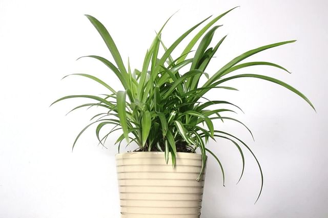Spider Plant Indoor Care