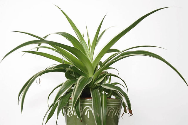 "Spider plant with white streaks"