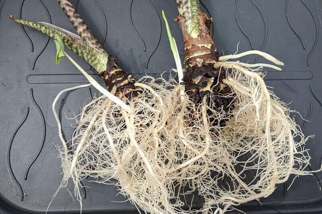 Schone wortels op een Alocasia Zebrina