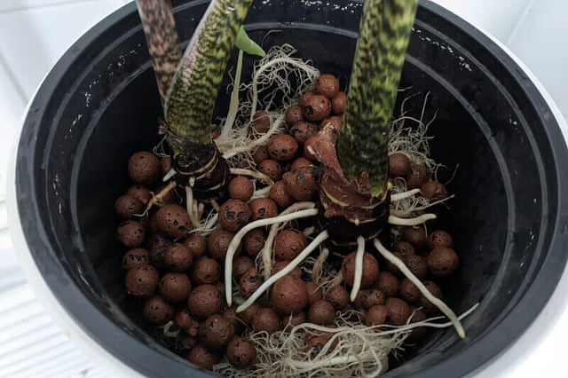 Alocasia Zebrina in pot covered by Leca
