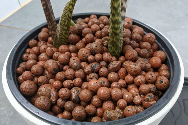 The pros and cons of using Leca to grow your plants