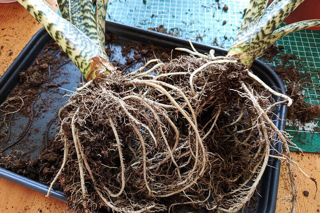 Alocasia Zebrina roots after most of the soil has been removed