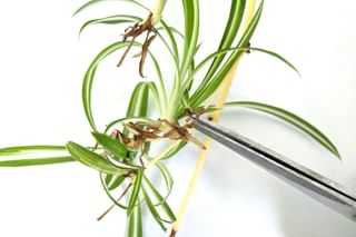 "Cutting the sprouts off the mother plant" "Cutting the sprouts off the mother plant"