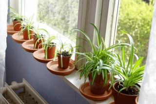 "The growing sprouts" "The growing sprouts"