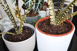 "Alocasia Zebrina after repot" "Alocasia Zebrina after repot"