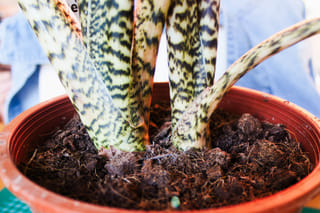 "Alocasia Zebrina before repotting" "Alocasia Zebrina before repotting"