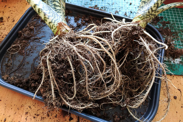 "Alocasia Zebrina with clean roots"