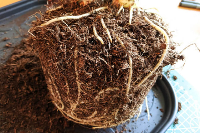 "Alocasia Zebrina dirt on roots"