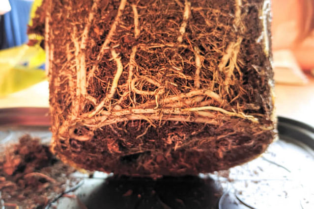 "Alocasia Zebrina roots"