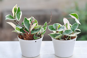 Find the best beginner-friendly houseplants that are safe for your pets
