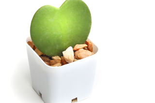 The ultimate plant care guide for a Hoya Kerrii The ultimate plant care guide for a Hoya Kerrii