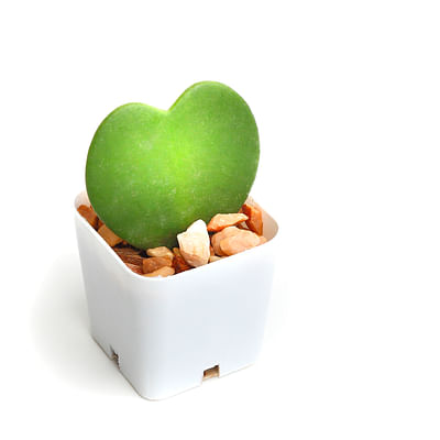 Hoya kerrii Ø 6cm Hartjesplant Sweetheart