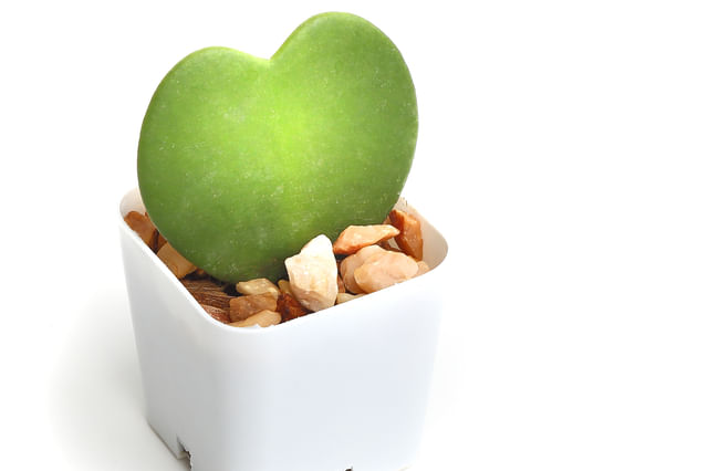 De ultieme plantenverzorgingsgids voor een Hoya Kerrii De ultieme plantenverzorgingsgids voor een Hoya Kerrii