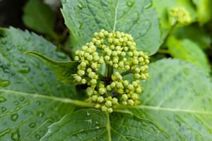 Problemen met je Hortensia? Dit heeft hij echt nodig om te bloeien