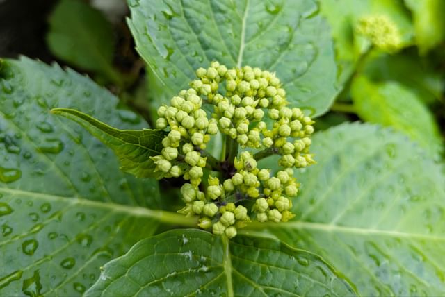 hydrangea-new-flower.jpg