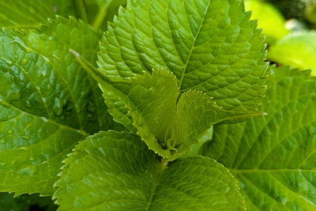 hydrangea-new-leaf.jpg