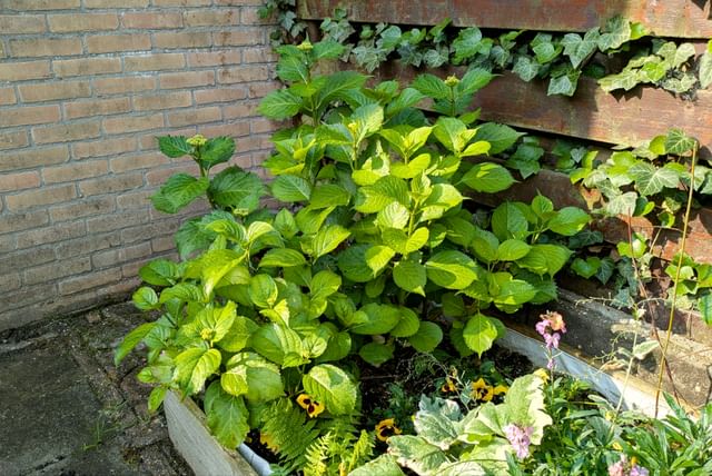 hydrangea-placement-sunlight.jpg